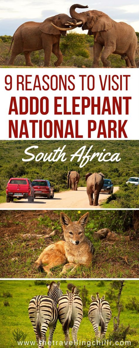 9 Reasons to visit Addo Elephant Park in South Africa | Addo Elephant National Park #southafrica #addoelephant Safari Trip, Elephant Park, Visit South Africa, Animal Encounters, Africa Travel Guide, Africa Food, Fellow Travelers, Travel Africa, Globe Travel