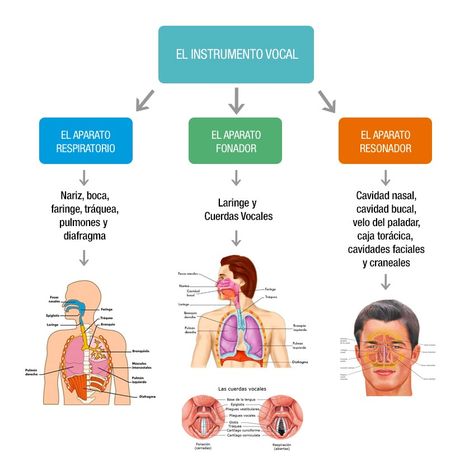 LA VOZ - El instrumento vocal - Pictoeduca Vocal Lessons, Prayer Corner, Vocal Coach, Medical Anatomy, Music Class, Music Education, Health Tips, Portal, Piano