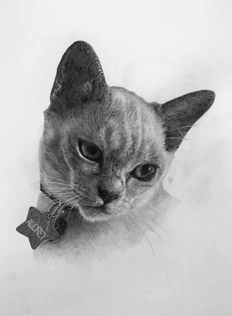 Cat graphite pencil drawing. Custom pet portrait. Cat drawing #pencilart #portraitpet #animalart Cat Graphite Drawing, Realistic Cat Drawing, Adult Drawing, Jesus Art Drawing, Black Cat Drawing, Portraits Drawing, Pencil Drawings Of Animals, Pencil Portraits, Cat Drawings