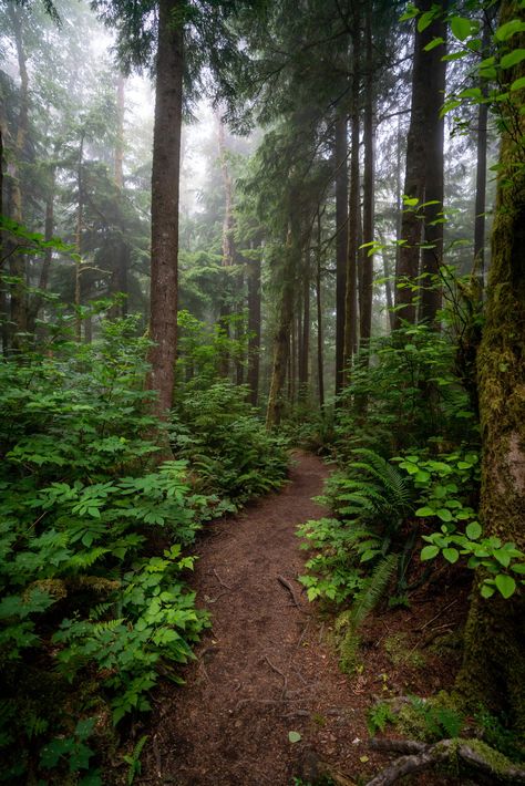 Best Things to Do Oregon Coast Astoria Oregon Aesthetic, Wandering Aesthetic, Portland Forest, Astoria Column, Manzanita Oregon, Oregon Aesthetic, Oregon Trees, Oregon Nature, Oregon Forest