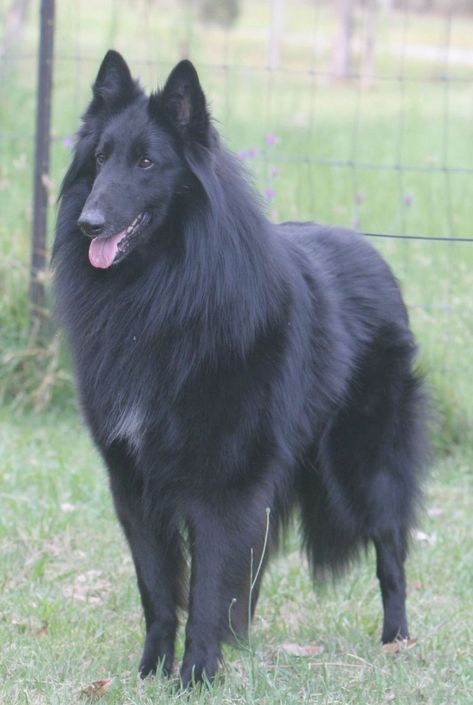 Groenendael, Groenendael Shepherd, Belgian Groenendael, Belgian Sheepdog Belgian Groenendael, Belgian Shepherd Groenendael, Berger Malinois, Belgian Tervuren, Belgian Sheepdog, Black German Shepherd, Belgian Shepherd, Purebred Dogs, Best Dog Breeds