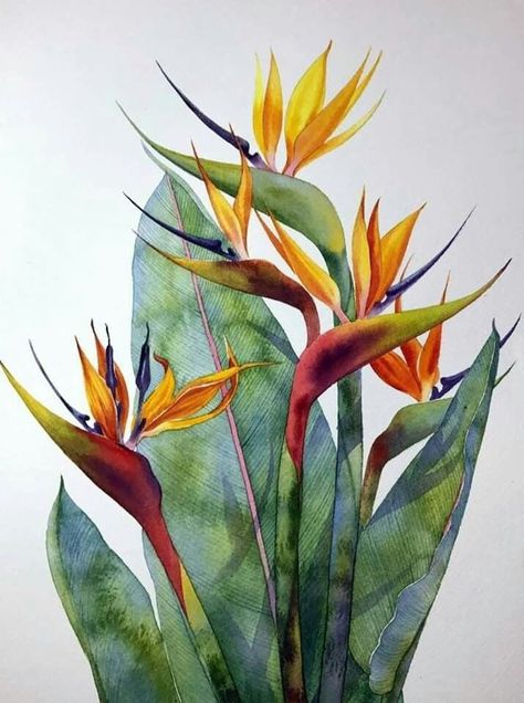 Justin Gaffrey, Soyut Sanat Tabloları, Watercolor Flower Art, 수채화 그림, Plant Painting, Watercolor Flowers Paintings, Botanical Painting, Botanical Watercolor, Botanical Drawings