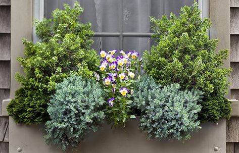 Blue Star Juniper, Yellow Lantana, Window Box Ideas, Winter Window Boxes, Window Box Plants, Window Planter, Window Box Garden, Perfect Symmetry, Hinoki Cypress