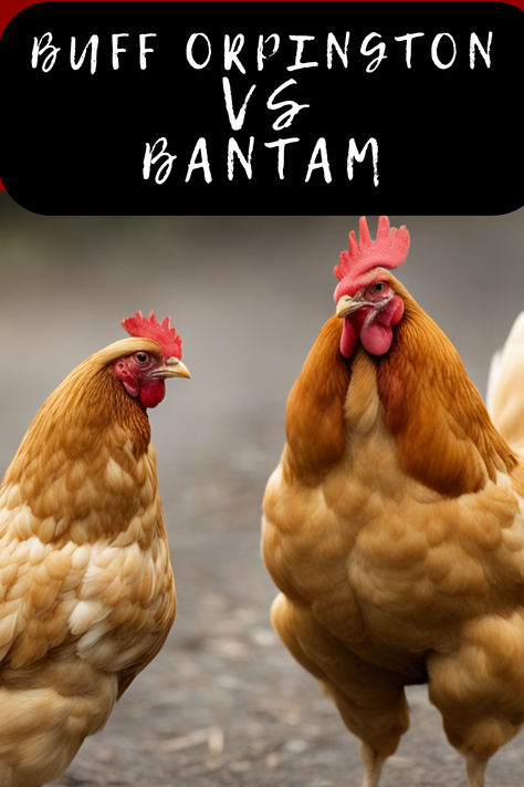 Big Bird Or Mini Marvel? 🐔🔍 "Buff Orpington Vs Bantam" - dive into the details and decide which feathered friend fits your coop dreams. Click for a fluffy read on these clucking contrasts! #BuffOrpingtonVsBantam #ChickenBreedBattle #PoultryProfiles #BackyardChickens #FeatheredFaceoff #HenHouseChoice #CoopCompanions #FarmFowl #EggLayingLifestyle #ChookChart #OrpingtonOrBantam #FeatheredComparison #CountryBirds #BantamBenefits #BuffBeauty #MiniatureMarvels #RuralRundown #FlockFacts Bantam Chicken Coop, Buff Orpingtons, Buff Orpington, Bantam Chickens, Chicken Eating, Backyard Flocks, Egg Laying, Chicken Breeds, Canned Chicken