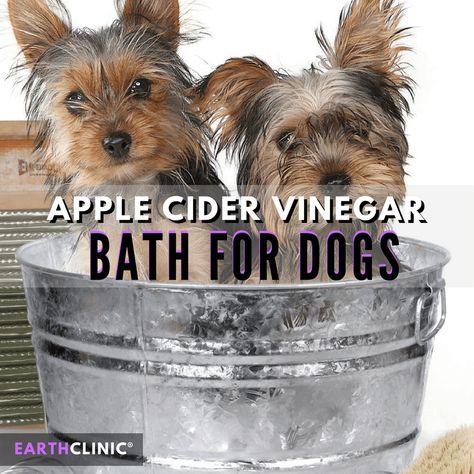 An apple cider vinegar bath is an inexpensive and simple natural remedy for many dog skin problems like fleas, hot spots, mange, itchy skin, yeast infections and dermatitis. ACV acts as an anti-inflammatory when dog skin is plagued with bites, welts, or inflammation. Apple Cider Vinegar Dogs, Vinegar Bath, Apple Cider Vinegar Bath, Diy Dog Shampoo, Dog Skin Allergies, Apple Cider Vinegar Remedies, Dog Skin Problem, Pet Remedies, Meds For Dogs