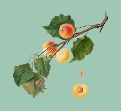 Free vector apricot from pomona italiana... | Free Vector #Freepik #freevector #vintage-tree #public-domain #old-tree #vintage-leaf Apricot Trees, Trees Drawing, Girls Wearing Hats, Apricot Tree, Vegetable Shop, Fruit Icons, Tree Drawing, Free Graphics, Vector Photo