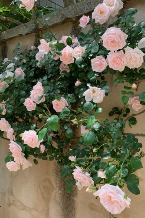 soft pink blooms of a climbing rose trained to grow along a stucco garden wall Climbing White Roses, New Dawn Roses Climbing, New Dawn Rose, Climbing Rose Garden, Pink And White Garden, Best Climbing Roses, Small Roses, Climbing Rose, Garden Roses