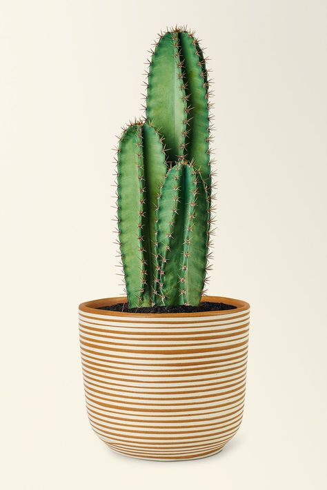 Cactus In A Pot, Cactus In Pot, Potted Cactus, Cactus Plants Indoor, Cactus Texture, Cactus Varieties, Cactus Plants Aesthetic, Cactus Top View, Cactus Black Background