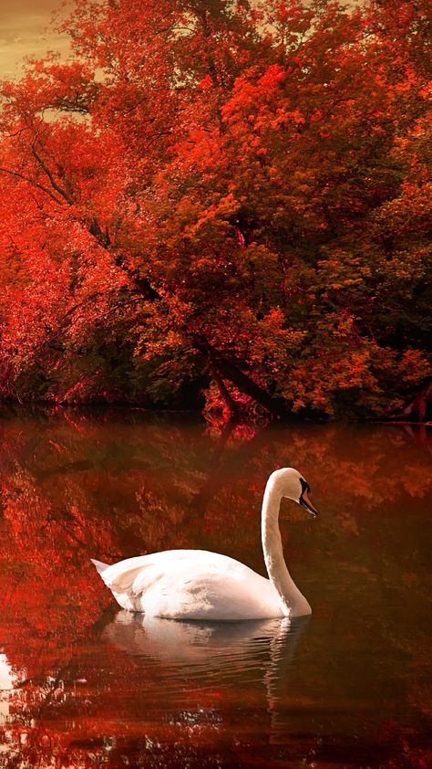 Autumn swan Red Nature, White Swan, Shower Curtain, Trees, Lake, Shower, Water, Red, White