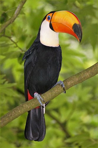 Burung Kakatua, Keel Billed Toucan, Toucan Bird, Rainforest Animals, Airbrush Art, Colorful Bird, In The Jungle, Exotic Birds, Tropical Birds