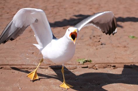 Seagull Images, Seagull Funny, Shore Bird Art, Seagull Tattoo, Bird Puppet, 30 Day Art Challenge, Face Cut Out, Seagulls Flying, Naruto And Sasuke Wallpaper