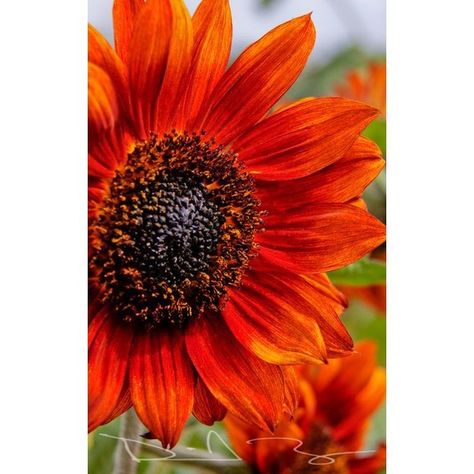 0 Sunflower Orange, Orange Sunflowers, Sunflowers And Daisies, Red Sunflowers, Sun Flowers, Red Sun, Color Flower, Happy Flowers, Yellow Sunflower