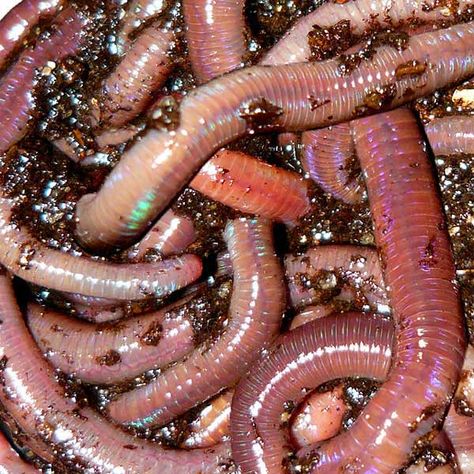 300 African Nightcrawlers Outdoor Compost Bin, Worm Beds, Red Wiggler Worms, Red Wigglers, Red Worms, Worm Bin, Worm Farm, Earthworms, Soil Layers