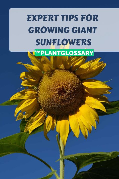 Giant sunflowers are a true spectacle in any garden, known for their towering height and striking blooms. Growing these magnificent plants requires some specific techniques and care. In this article, we will provide you with a detailed guide on how to grow giant sunflowers, covering everything from choosing the best seeds and preparing the soil to planting, watering, and maintaining your plants. Learn how to cultivate sunflowers that will stand tall and proud in your garden. Rose Petal Uses, Types Of Sunflowers, Growing Sunflowers, Giant Sunflower, Planting Sunflowers, Clematis Vine, Garden Life, Flower Guide, Crop Rotation