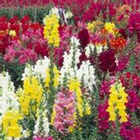 Snapdragon Seeds, Bouquet Display, Attracting Butterflies, Snapdragon Flowers, Grow From Seed, Flower Gardening, Mountain Living, Plant Spacing, Annual Flowers