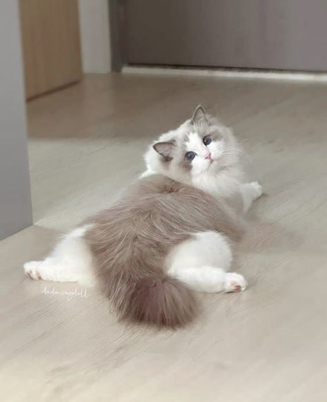 Cat Grey, Cute Cat Memes, Cat White, Exotic Shorthair, Ragdoll Cats, Cat Tattoos, Ragdoll Kitten, Cute Little Kittens, Cat Baby