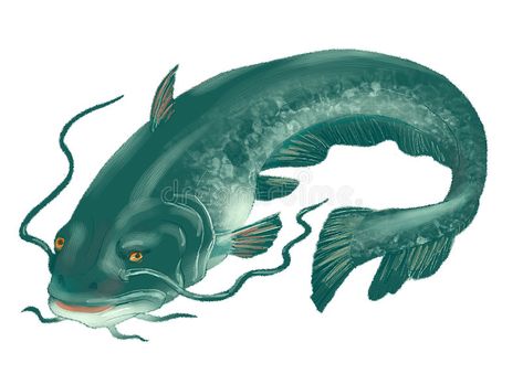 The big catfish. On a white background #Sponsored , #AD, #Ad, #big, #white, #background, #catfish Catfish Illustration, Big Catfish, Background Illustration, Crafty Craft, Catfish, Textures Patterns, Stock Illustration, White Background, Fish