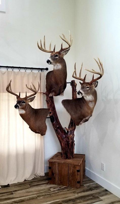 Pedestal Deer Mount Ideas, Deer Pedestal, Bobcat Mounts, Pedestal Ideas, Deer Mount Decor, Deer Mount Ideas, Deer Taxidermy, Deer Processing, Deer Hunting Decor