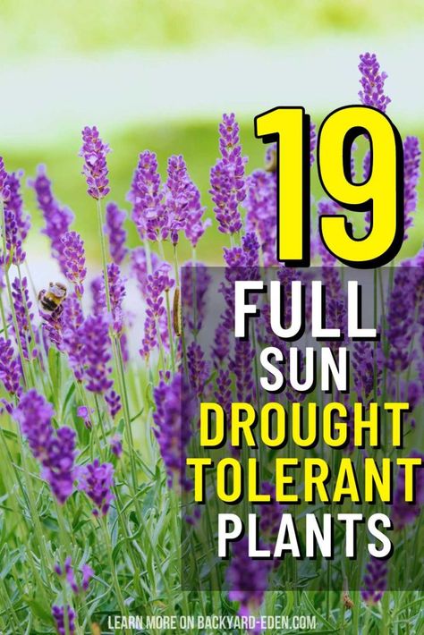 No Water Garden Drought Tolerant, Drought Friendly Landscaping, Full Sun Drought Tolerant Plants Zone 9, Frontyard Landscape Layout Full Sun, Zone 8b Landscaping, Draught Tolerant Landscape, Desert Landscape Backyard, Sun Tolerant Plants, Low Maintenance Plants Outdoor