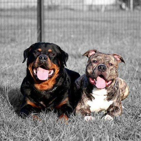 Rottweiler & pitbull. Beautiful. Rottweiler Pitbull, Rottweiler Breed, Rottweiler Love, Rottweiler Puppies, Rottweiler Dog, Pit Bull Love, Best Dog Breeds, Dogs Pooping, Pit Bulls