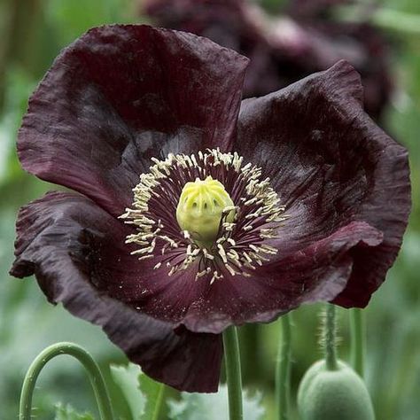 Poppy Flower Seeds, Breadseed Poppy, Goth Garden, Black Poppy, California Poppy, Poppy Seeds, Black Flowers, Poppy Flower, Red Poppies