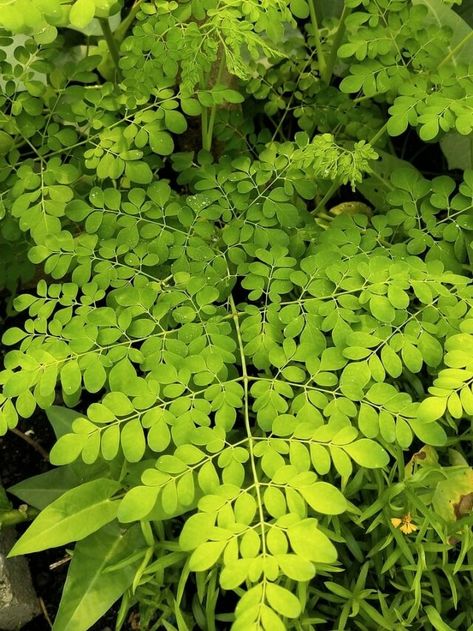 Moringa Leaves Benefits, Growing Moringa From Seed, Moringa Leaf Powder Benefits, Moringa Spiritual Benefits, Benefits Of Moringa Leaves, African Herbs, Moringa Leaf Powder, Moringa Tree, Moringa Leaves