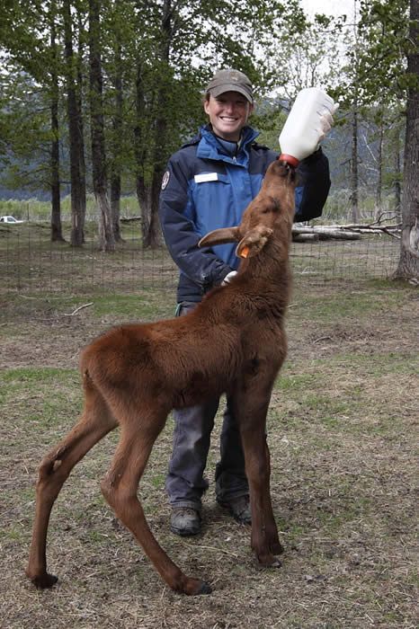 Wildlife Biology, Moose Pictures, Cold Lake, Alaska Wildlife, Wildlife Biologist, Vet Medicine, Wildlife Rehabilitation, Vet Med, Koh Tao