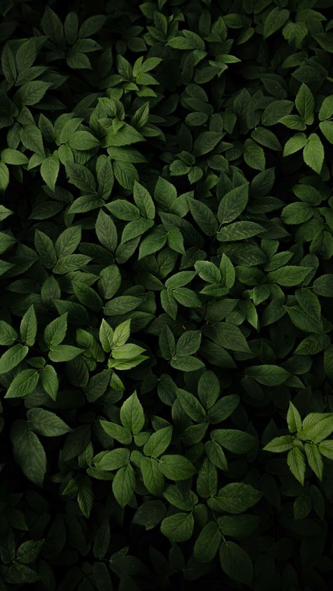 Download green leaves, fresh and green, plants 2160x3840 wallpaper, 4к, sony xperia z5 premium dual, 2160x3840 hd image, background, 28168 Western Wallpaper Iphone, Rain Wallpapers, Scenic Wallpaper, 2160x3840 Wallpaper, Plant Wallpaper, Diy Clothes Life Hacks, Leaf Background, Green Aesthetic, Abstract Wallpaper