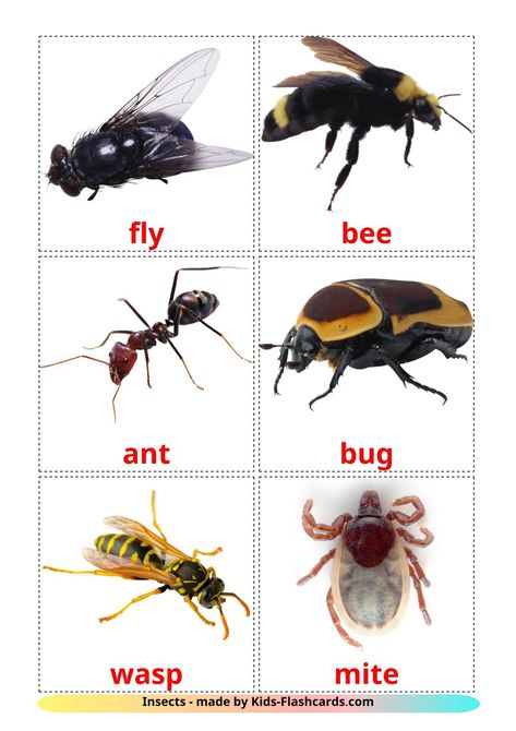 Insects - 23 Free Printable english Flashcards Insects Images, Insect Flashcards, Insect Cards, Insect Pictures, Insects For Kids, English Flashcards, Insects Preschool, Pictures Of Insects, Vocabulary Flash Cards