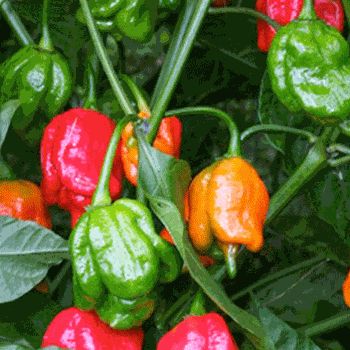 Selecting Hot Pepper Varieties: Deciding which Chillies to Grow Chili Varieties, Pepper Varieties, Hot Peppers Plants, Growing Hot Pepper, Vegetable Ideas, Trinidad Scorpion, Types Of Peppers, Growing Peppers, Hot Peppers