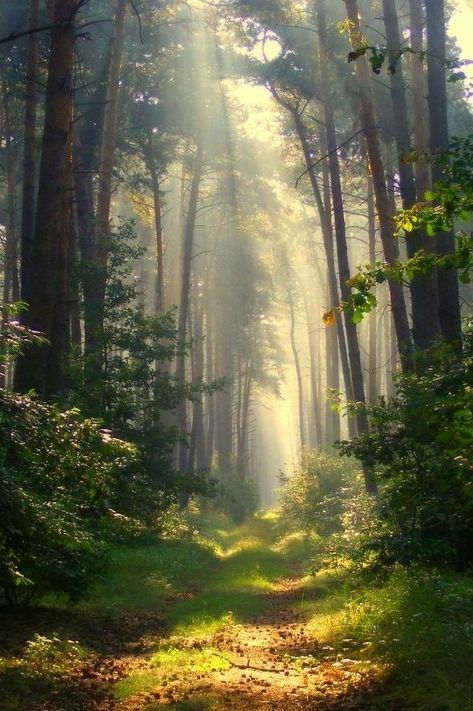 Linda floresta Germany Players, 숲 사진, Mystical Forest, Walk In The Woods, Tree Forest, Magical Forest, Alam Yang Indah, Nature Landscape, Black Forest