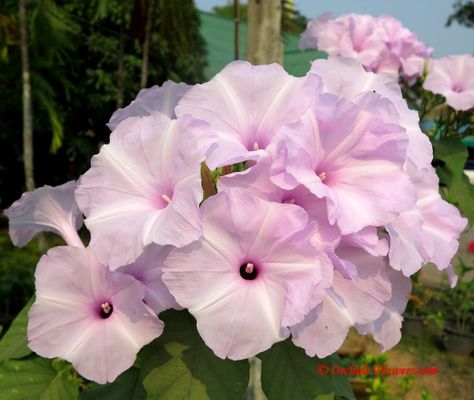 Pink Morning Glory, Morning Glory Seeds, Pink Morning, Passion Flowers, Morning Glory Flowers, Garden Vines, Flowers For You, Flower Photography, Passion Flower