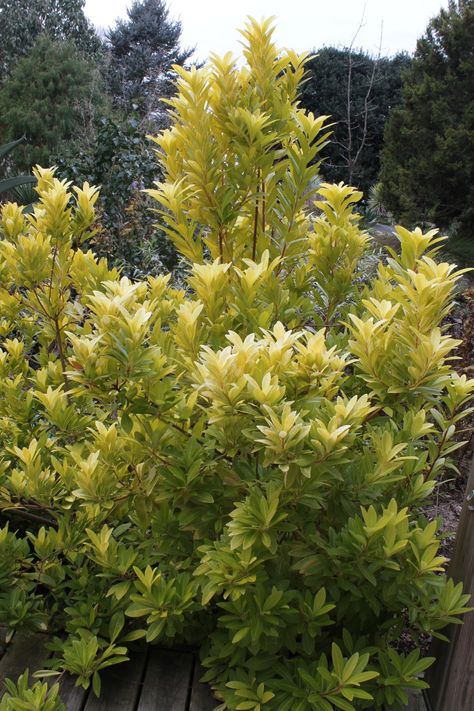 To celebrate a bright sunshiny day in NC, here's a new photo of our named introduction, a gold-foliage form of the southeast US native anise, Illicium parviflorum 'Florida Sunshine'.  This is the original plant, which is now nearly 8' tall x 8' wide. Plant Shopping, Gold Foliage, Broadleaf Evergreen, Zone 7, Florida Sunshine, Buy Plants Online, Smart Garden, Flower Nursery, Self Watering Planter