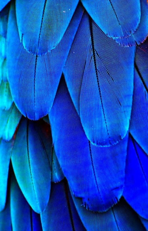 royal blue Foto Macro, Blue Feather, Feeling Blue, Jolie Photo, Love Blue, True Blue, Patterns In Nature, Color Textures, Blue Aesthetic