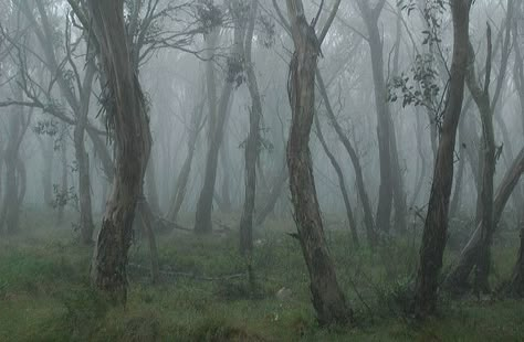 Australian Gothic Aesthetic, Australian Bush Aesthetic, Australian Forest, White Kangaroo, Australian Gothic, Bush Photography, Beauty In The Mundane, Southern Gothic Aesthetic, Gothic Landscape