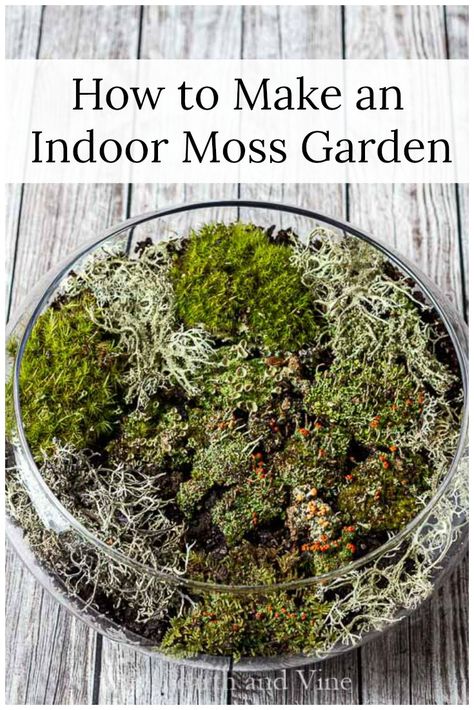 Indoor Moss Garden, Growing Moss, Moss Decor, Moss Plant, Dish Garden, Moss Terrarium, Moss Garden, Indoor Gardens, Terrarium Diy