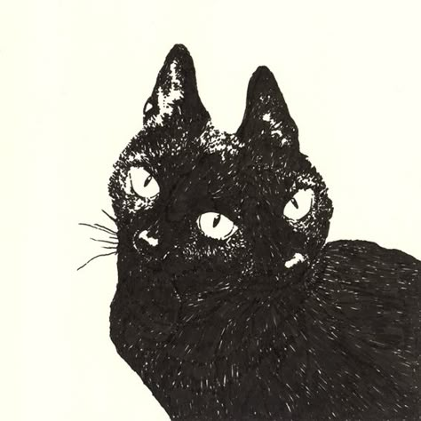 A Black Cat, A Drawing, A Black, Black Cat, White, Black