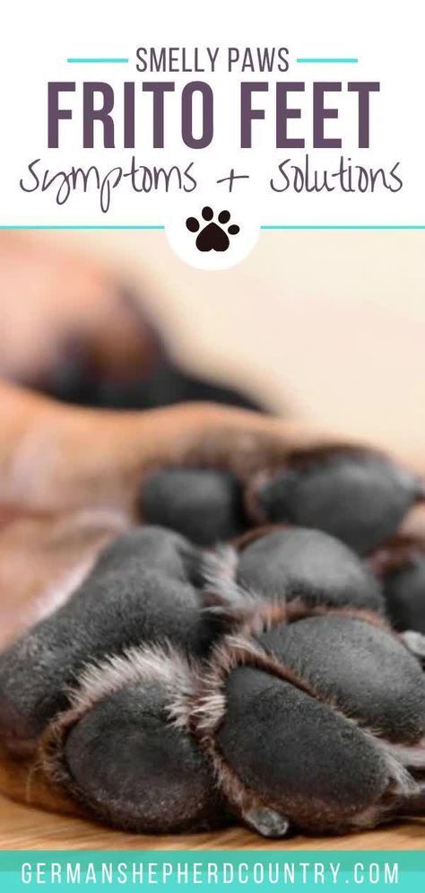 Have you ever noticed your dog's feet smell like Fritos or corn chips in general? Learn what causes it, if it's normal, and how to get rid of it here. Frito Feet Dog Paws, Dogs Feet Smell Like Fritos, Dog Paws Smell Like Fritos, Dog Smells Like Corn Chips, Dog Yeast Infection Paws Remedy, How To Get Rid Of Yeast On Dogs Paws, Yeast Dog Paw, Dog Paw Remedies, Yeast In Dogs