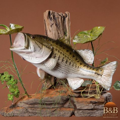 Bass Mounts, Fish Display, Fisherman Art, Fish Taxidermy, Fish Wood Carving, Fishing Cake, Fish Mounts, Taxidermy Decor, Animal Taxidermy