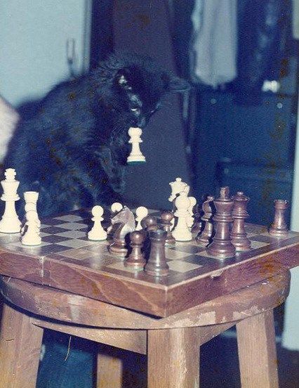 Cat Mad, Chess Online, Garry Kasparov, Chess Tactics, Chess Strategies, Cats Playing, Chess Master, Playing Chess, Chess Club