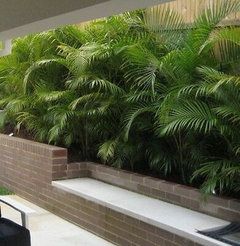 Help! Tropical Plants - Narrow Garden Bed in Melbourne | Houzz AU Golden Cane Palm, Dypsis Lutescens, Balkon Decor, Narrow Garden, Palm Garden, Tropical Garden Design, Tropical Backyard, Balcony Plants, Backyard Pool Landscaping