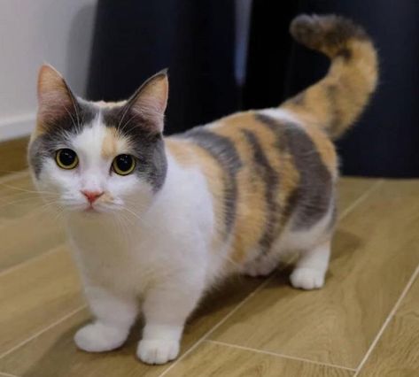 Stumpy cat returns Munchkin Cats, Munchkin Kitten, Munchkin Cat, Scottish Fold, I Love Cats, Beautiful Cats, Kitty Cats, Cats Kittens, Adorable Animals