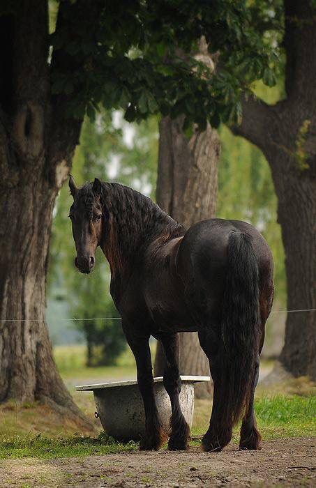 Friesian Horse Looking Back, Fresian Horses, Celestial Creatures, Barren Land, Friesian Horses, Majestic Horses, Peaceful Heart, Morgan Horse, Types Of Horses