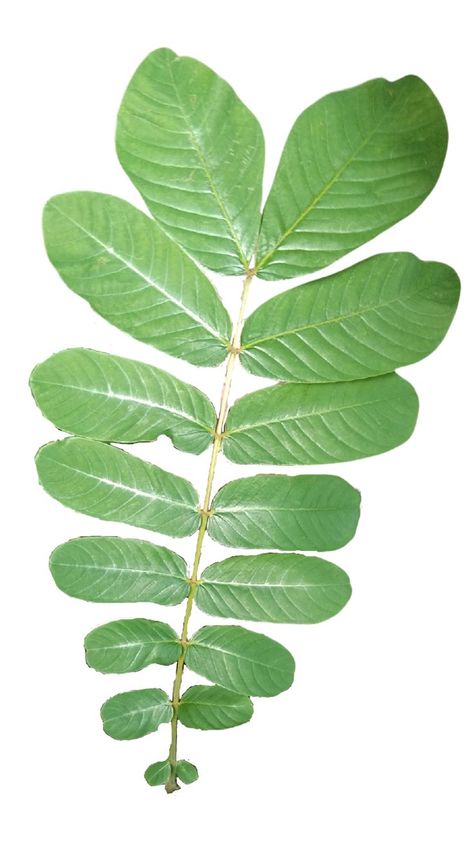 Senna alata has an opposite leaf arrangement. Phyllotaxis helps plants maximize photosynthesis by increasing their exposure to sunlight (LibreTexts, 2022). Wild Plants, Photosynthesis, Plant Leaves, Plants