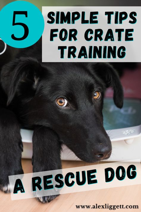 crate training | crate training a rescue dog | crate training older dog | crate training shelter dog | crate training dog | crate training puppy | crate training tips | rescue dog training Crate Training Schedule, Dog Crate Training, Crate Training Puppy Schedule, Bringing Home Puppy, Puppy Crate Training, Shelter Dogs Adoption, Puppy Schedule, Crate Training Dog, Puppy Quotes