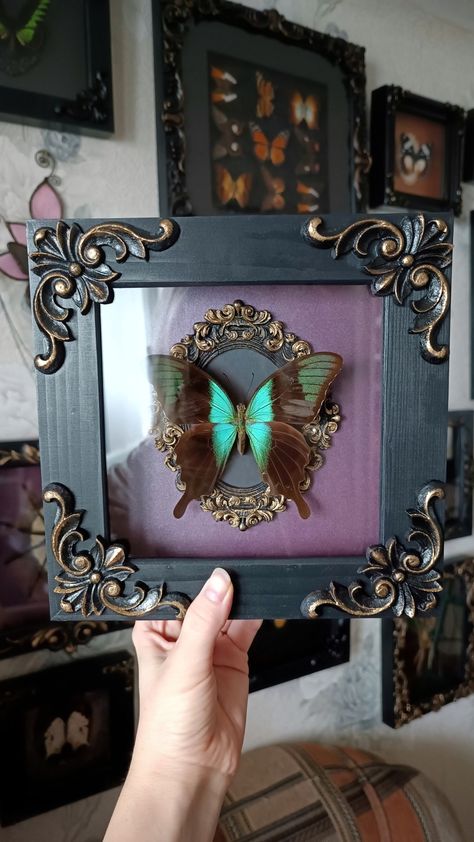 Available online! For your oddities collection - real framed butterfly Butterfly Display Case, Entomology Aesthetic, Entomology Decor, Goth Apartment, Bird Eating, Butterfly Ideas, Oddities Collection, Entomology Art, Framed Butterfly