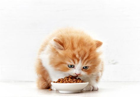 "I can't tell you how many cat parents we come across each day who tell us their cat won't eat wet food. It's a thing. But it doesn't have to be!..." Cat Videos Funny, Cat Parents, Cat Work, Cat Eating, Small Kittens, Kitten Food, Food Baby, Nocturnal Animals, Animals Funny