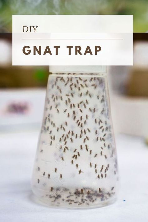 Diy Gnat Trap Vinegar, How To Get Rid Of Knats In My Plants, How To Get Rid Of Gnats And Fruit Flies, Diy Gnat Repellant, Gnat Repellant Indoor, How To Get Rid Of Fruit Flies In Plants, Gnats Outside How To Get Rid Of, Natural Gnat Repellant, Rid Of Fruit Flies In House