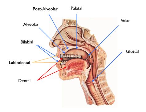 First time visitor? Don’t miss out on The Full Phonetics Crash Course. Place of Articulation Quick NavigationPlace of ArticulationBilabialLabio-DentalDentalAlveolarPost-AlveolarPalatalVelarGlottalReviewThe diagram below gives a view of the human mouth with arrows pointing to the places of articulation used in English. In other words, these are the places where the constrictions and obstructions of air occur. On this page, I will … Place Of Articulation, Vowel Chart, Human Body Science, Phonetic Alphabet, Articulation Therapy, Cool Science Facts, The Mimic, Speech Therapy Materials, Speech Therapy Resources