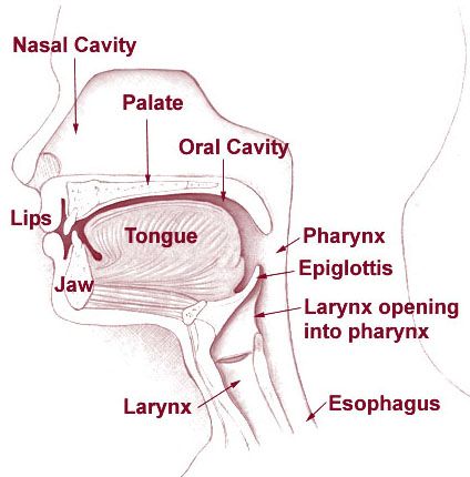 Diagram of the vocal resonating areas which modify and amplify sound.. Vocal Health, Vocal Technique, Singing Exercises, Learn To Sing, Singing Techniques, Voice Lessons, Vocal Lessons, Vocal Exercises, Nasal Cavity